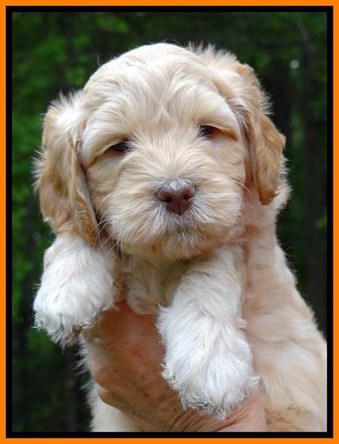 ST pups 6 wks old faces 301