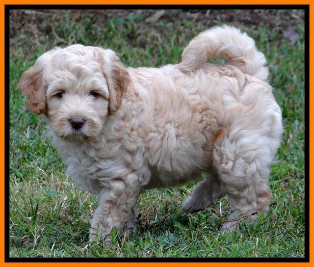 ST pups 7 wks old 5200