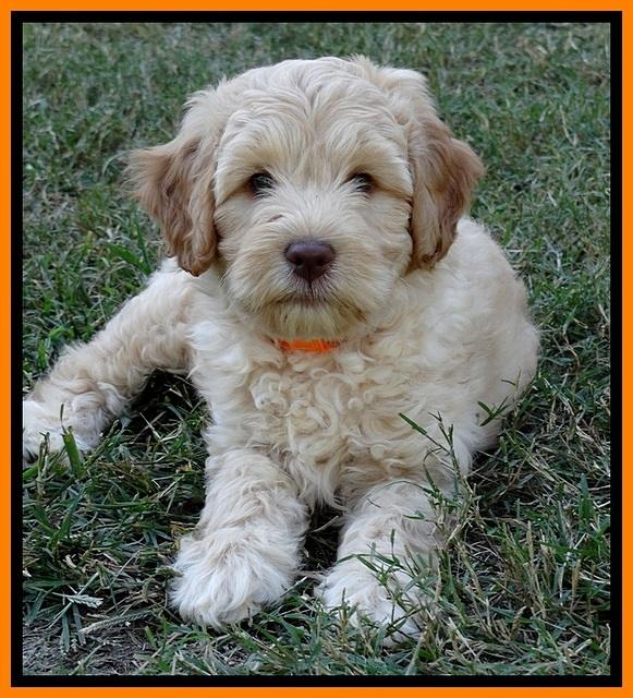 ST pups 8 wks old 6100