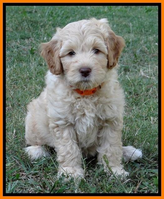 ST pups 8 wks old 9100