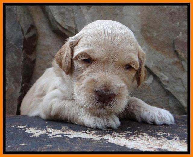 STpups 3 wks old 38