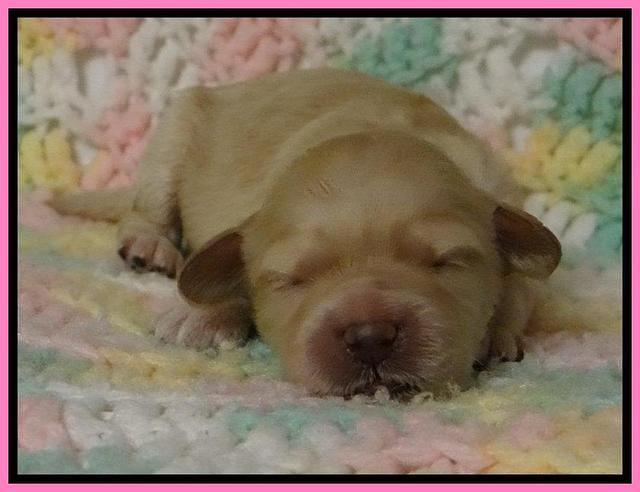 ST pups 1 wk old 1