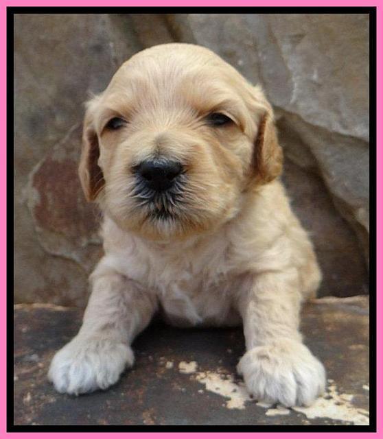ST pups 3 wks old 3