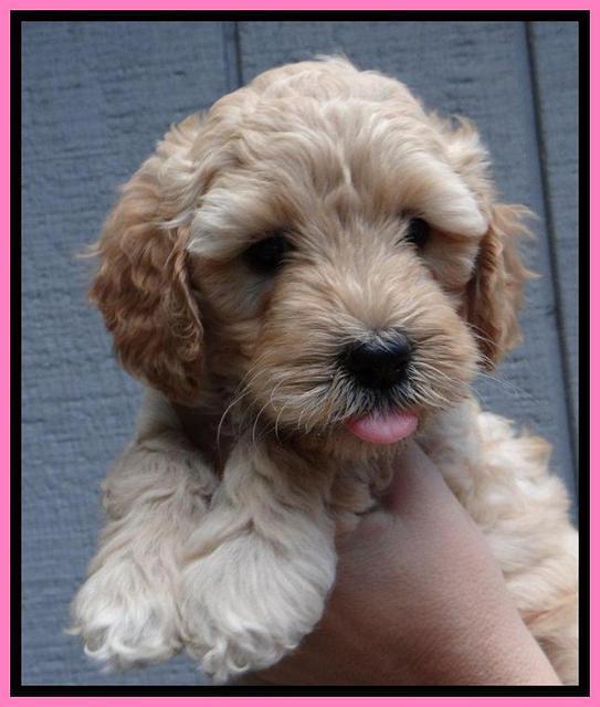 ST pups 6 wks old 18