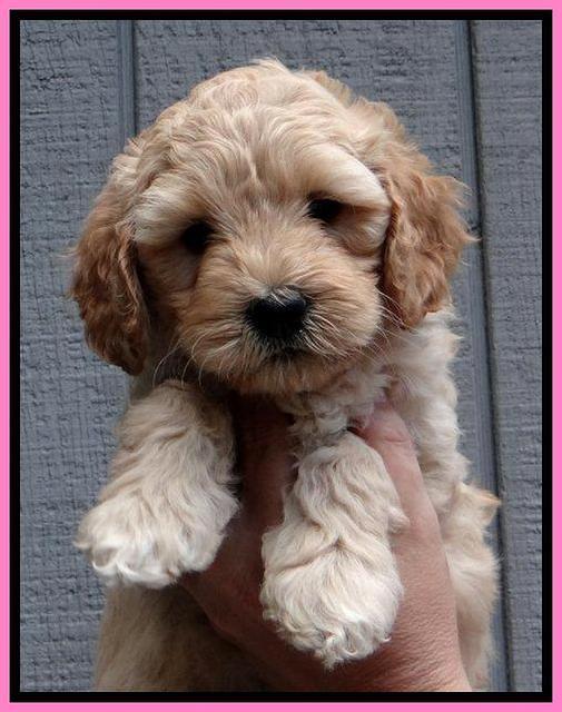 ST pups 6 wks old 19