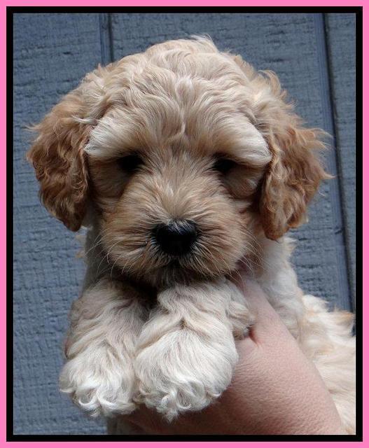 ST pups 6 wks old 20