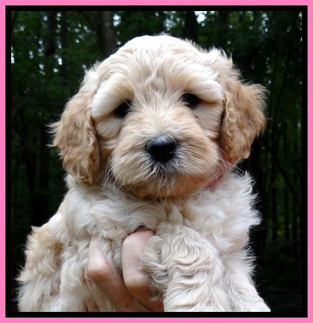 ST pups 6 wks old faces 391