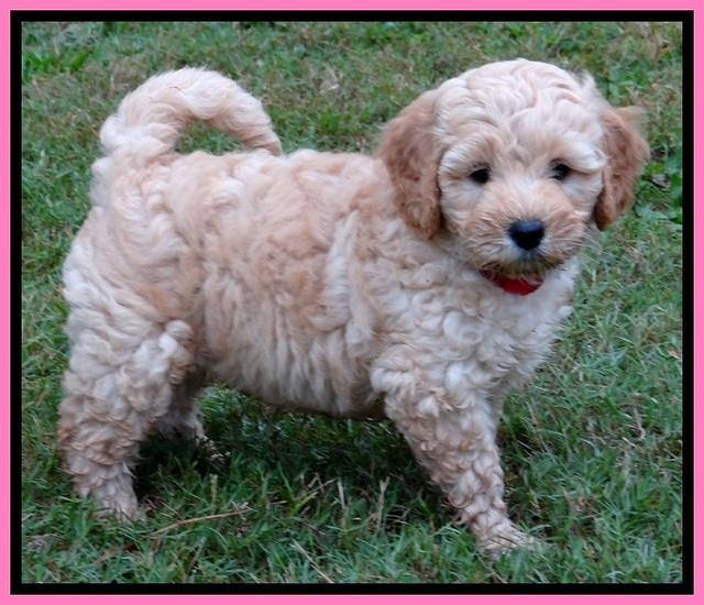 ST pups 7 wks old 13200