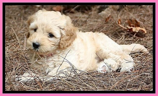 ST pups 7.5 wks old 925