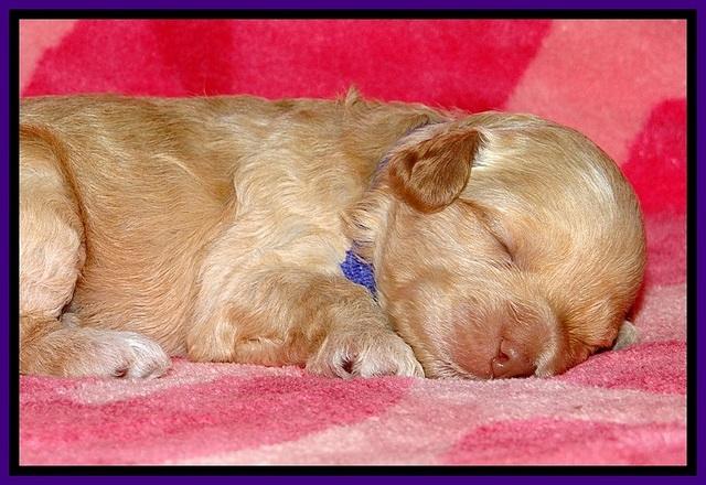 ST pups 2 wks old 9