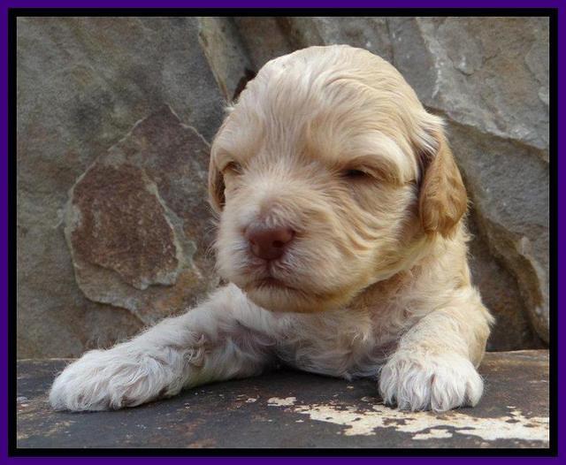 ST pups 3 wks old 9