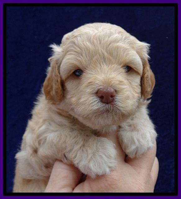 ST pups 4 wks old 11