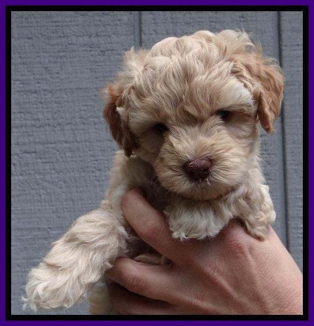 ST pups 6 wks old 17