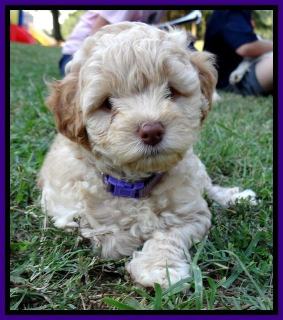 ST pups 7 wks old 24100