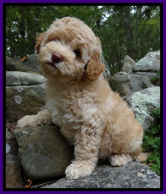 ST pups 8 wks old 12500