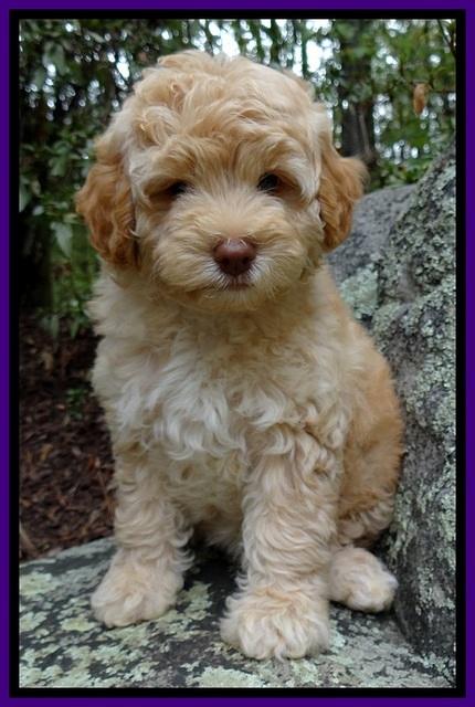 ST pups 8 wks old 13500