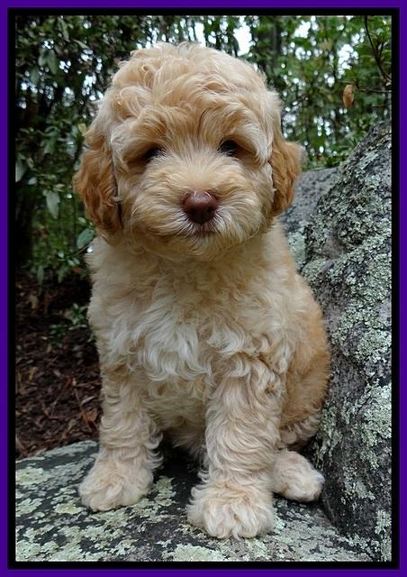 ST pups 8 wks old 14500