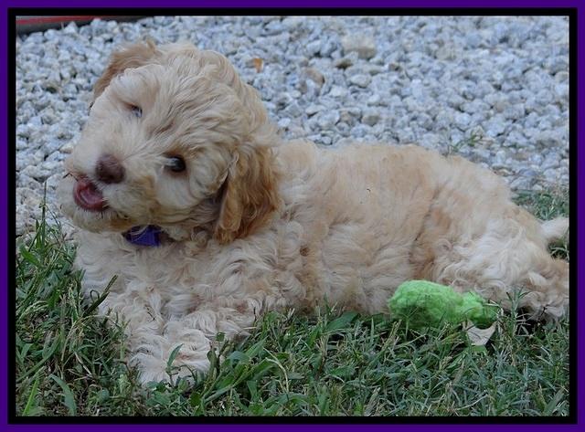 ST pups 8 wks old 3100