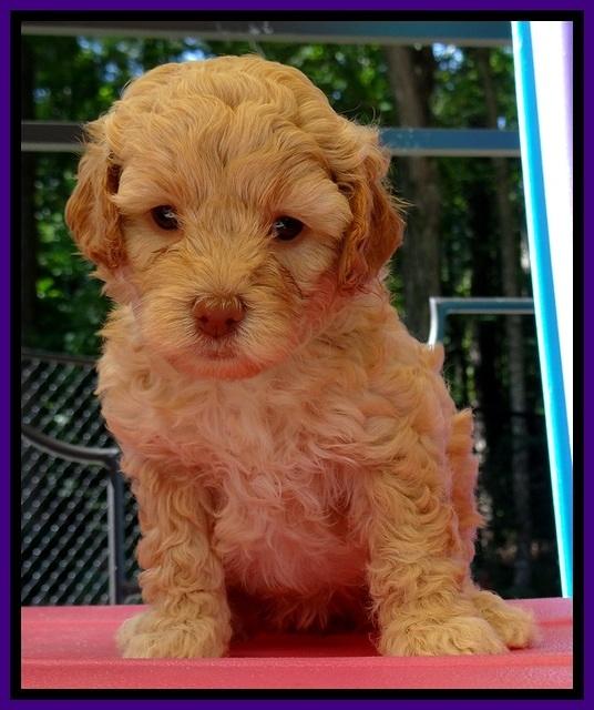St pups 5 wks old 9