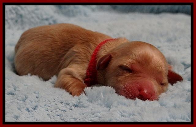 ST pups 1 day old 16