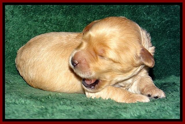 ST pups 1 wk old 18