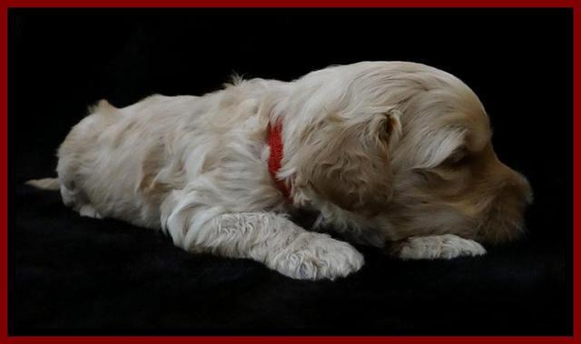 ST pups 3 wks old 31