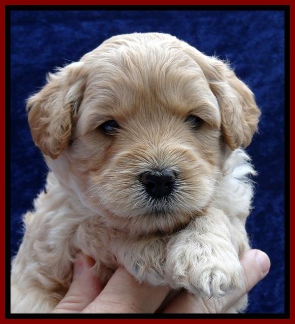 ST pups 4 wks old 8