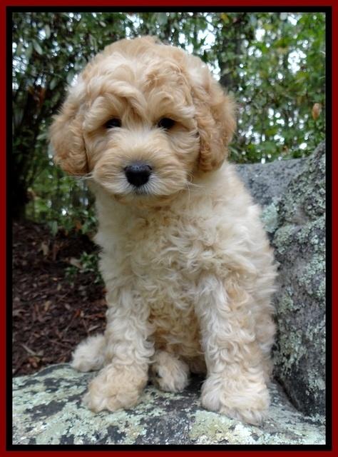 ST pups 8 wks old 5500