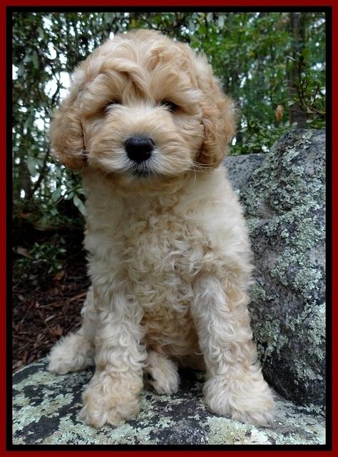 ST pups 8 wks old 6500