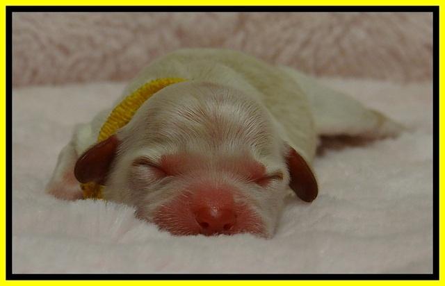 ST pups 1 day old 9