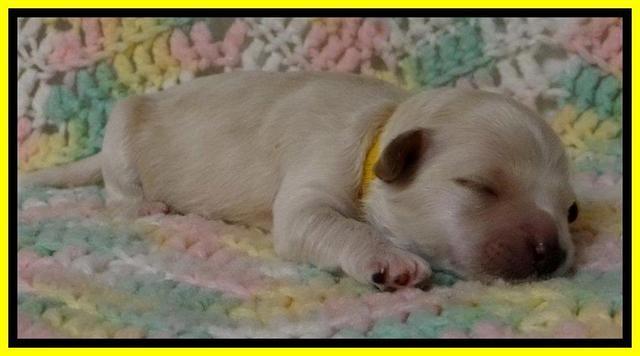 ST pups 1 wk old 10