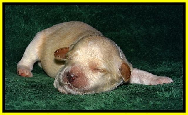ST pups 1 wk old 25
