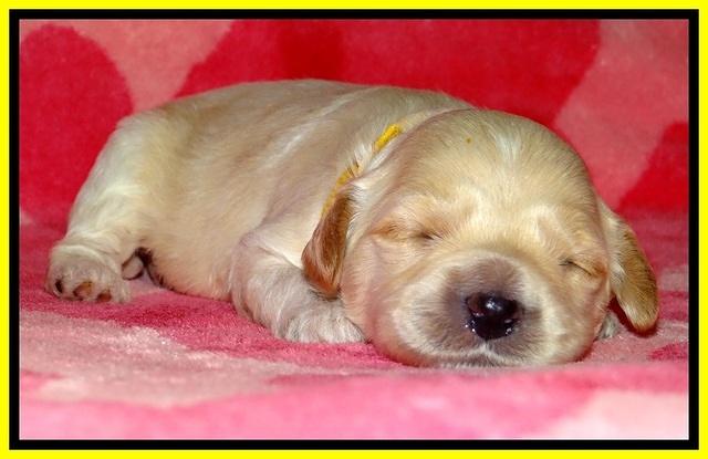 ST pups 2 wks old 15