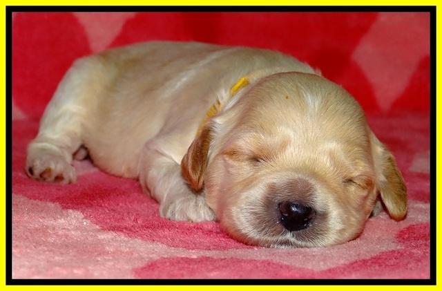 ST pups 2 wks old 16