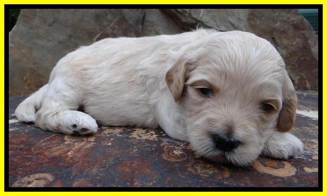ST pups 3 wks old 22