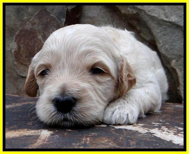 ST pups 3 wks old 23