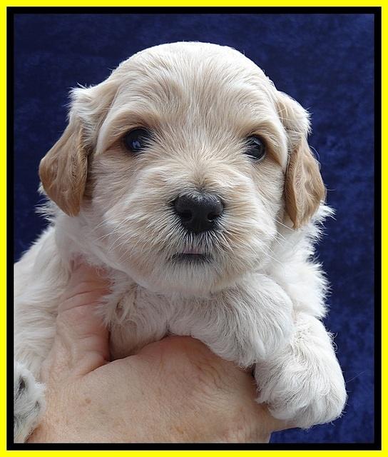 ST pups 4 wks old 17