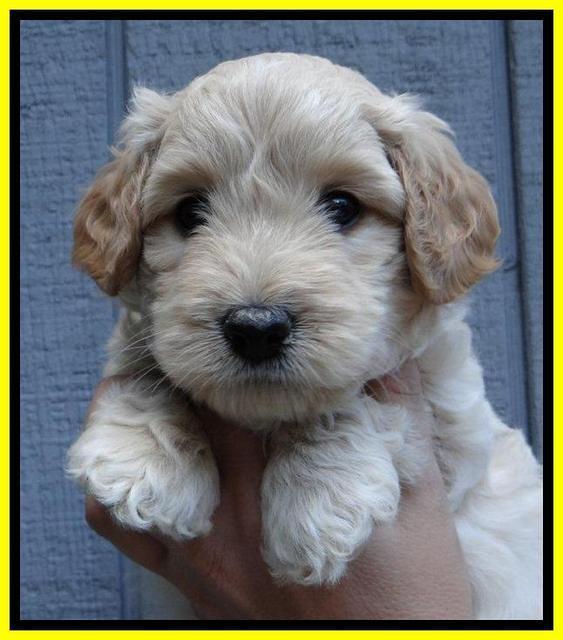 ST pups 6 wks old 22