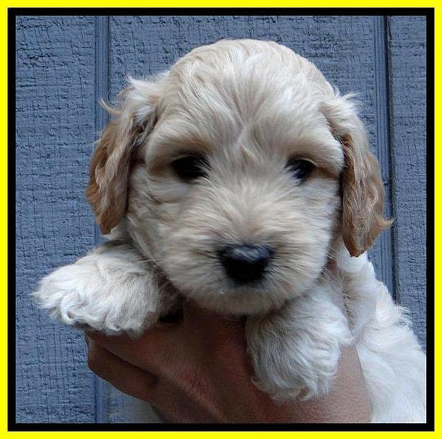 ST pups 6 wks old 23