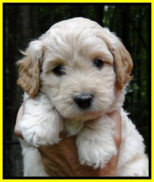 ST pups 6 wks old faces 181