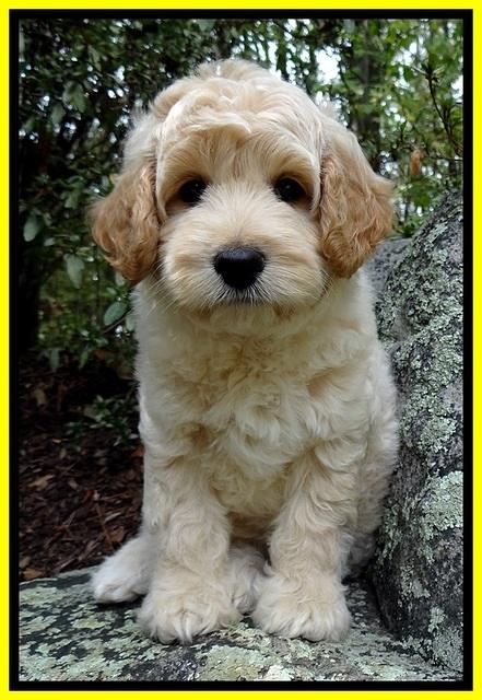 ST pups 8 wks old 350