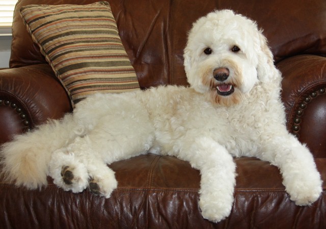 Troy on couch July 2012