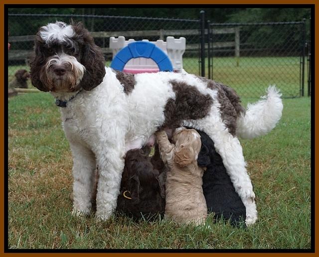 Sundae Trapper pups 5 wks old 21