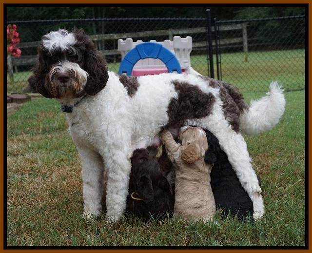 Sundae Trapper pups 5 wks old 31