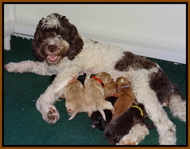 Sundae Trapper pups one week old 21