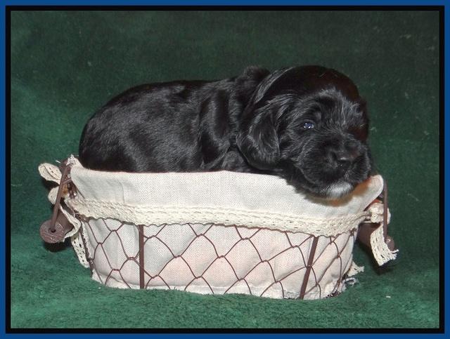 Sundae Trapper pups 2 wks old 31