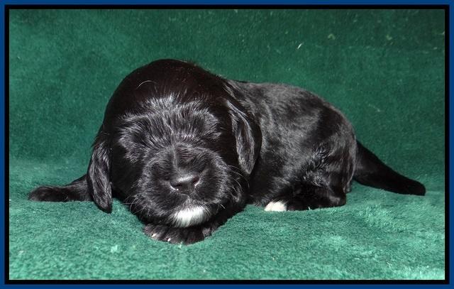 Sundae Trapper pups 2 wks old 51