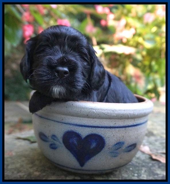 Sundae Trapper pups 3 wks old 11