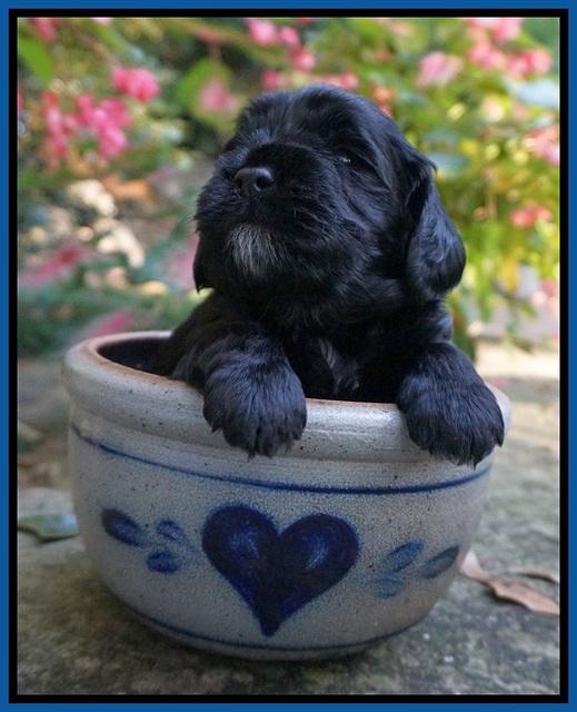 Sundae Trapper pups 3 wks old 31