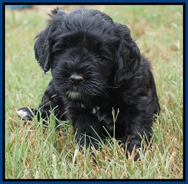 Sundae Trapper pups 5 wks old 61